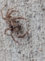 Platycryptus californicus