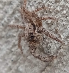 Platycryptus californicus