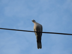 Streptopelia decaocto