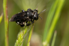 Andrena agilissima