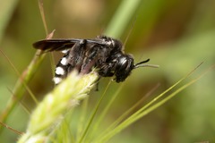 Andrena agilissima