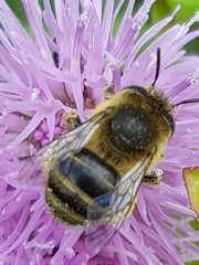 Anthophora quadrimaculata