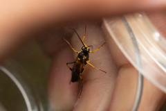 Ichneumon xanthorius