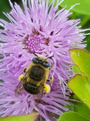 Anthophora quadrimaculata