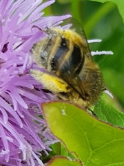 Anthophora quadrimaculata