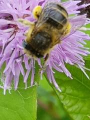 Anthophora quadrimaculata