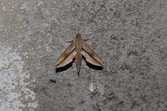 Xylophanes turbata