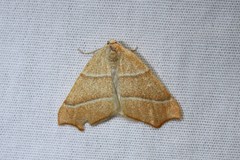 Destutia excelsa