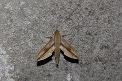 Xylophanes turbata