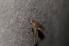 Xylophanes turbata
