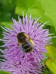 Anthophora quadrimaculata