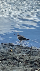 Chroicocephalus ridibundus