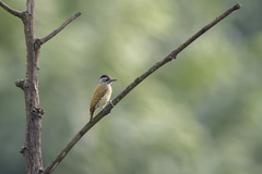 Chloropicus poecilolaemus