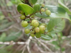 Kadua