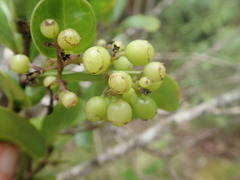Kadua