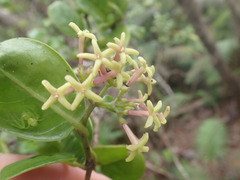 Kadua