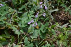Penstemon inflatus