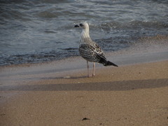 Larus michahellis