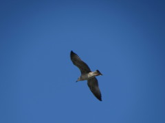 Larus michahellis