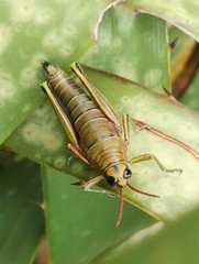 Agesander ruficornis