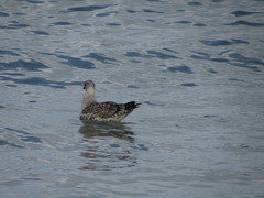 Larus michahellis