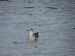 Larus michahellis