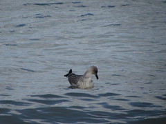 Larus michahellis