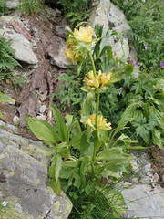 Gentiana burseri villarsii