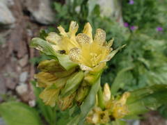 Gentiana burseri villarsii