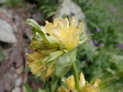Gentiana burseri villarsii