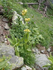 Gentiana burseri villarsii