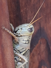 Melanoplus differentialis