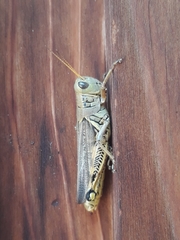 Melanoplus differentialis