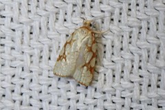 Dorithia semicirculana