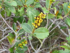 Byrsonima sericea