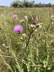 Cirsium alatum