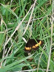Pedaliodes phaea