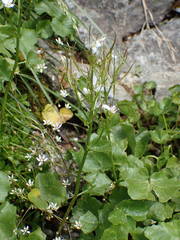 Cardamine asarifolia