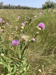 Cirsium alatum