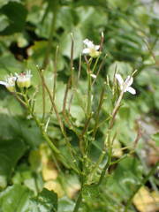 Cardamine asarifolia
