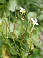 Cardamine asarifolia
