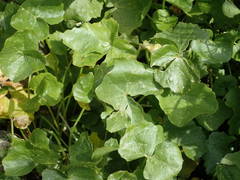 Cardamine asarifolia