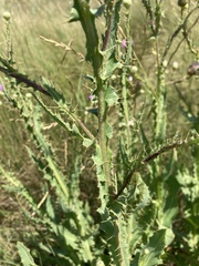 Cirsium alatum