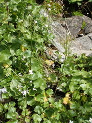 Cardamine asarifolia