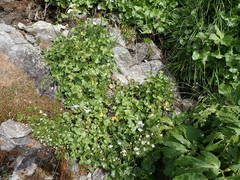 Cardamine asarifolia