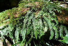 Arthropteris
