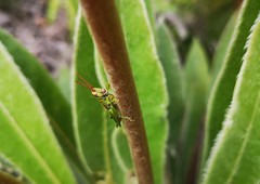 Agesander ruficornis