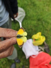 Colias dimera
