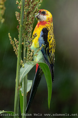 Platycercus eximius x adscitus