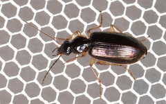 Notagonum